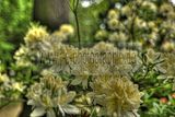 tannenfeld-sommer 2012-034